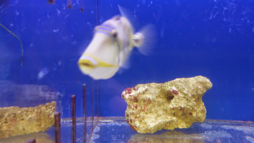 Pet Store «Brooklyn Zoo & Aquarium Pet Store», reviews and photos, 2377 Ralph Ave, Brooklyn, NY 11234, USA