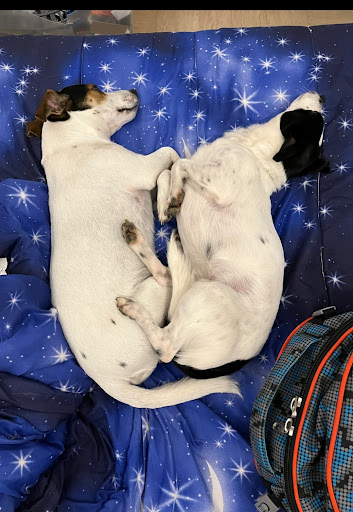 Pensioni per cani e dog hotel a Clinica Veterinaria Citt Di Vignola