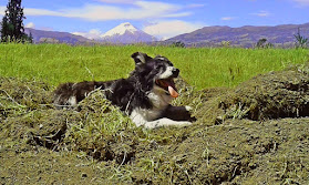 Educapets Adiestramiento Canino