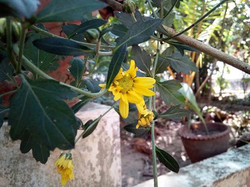 Florist «Botanical Flowers & Gifts», reviews and photos, 27140 Glen Loch Dr, The Woodlands, TX 77381, USA