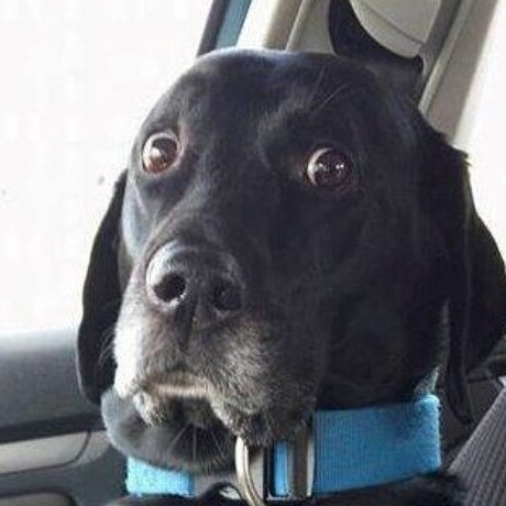 Dollar Store «Dollar Tree», reviews and photos, 534 10th St e, Floresville, TX 78114, USA