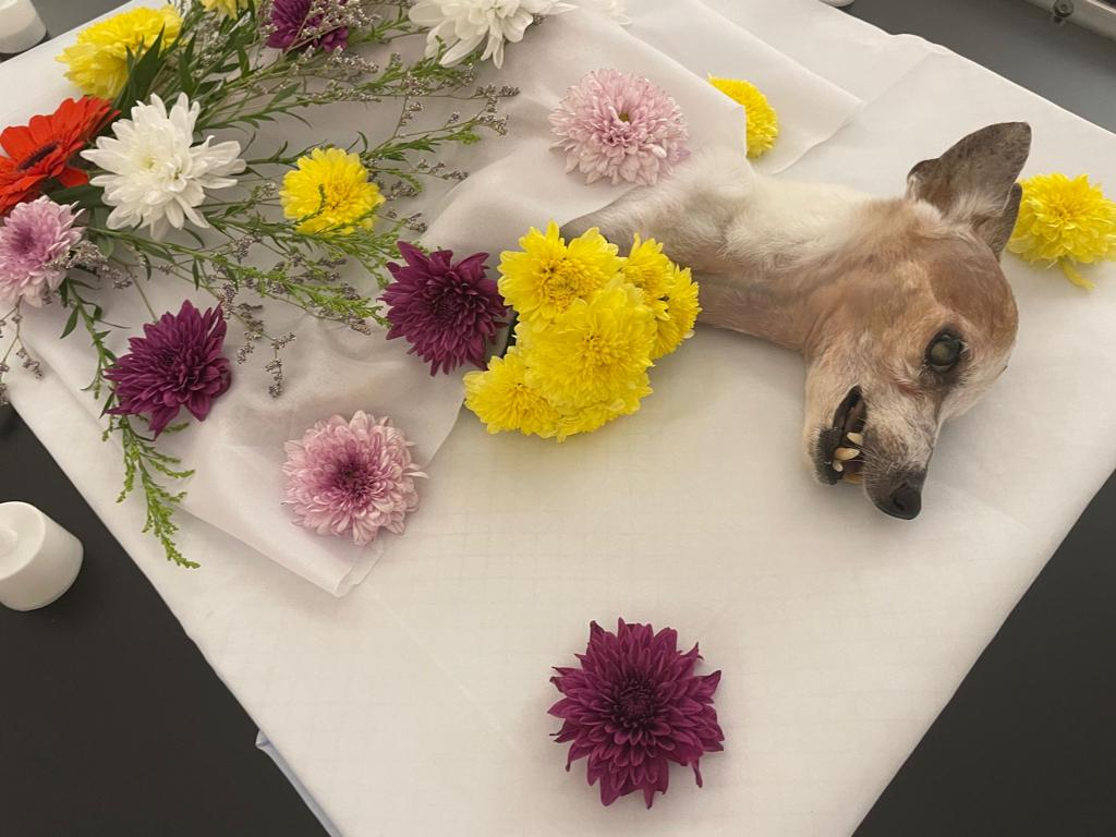 AF1QipMr8CmyOEq-ea-0fzkef8eZfLW5GWImz7XFtVAV=s0