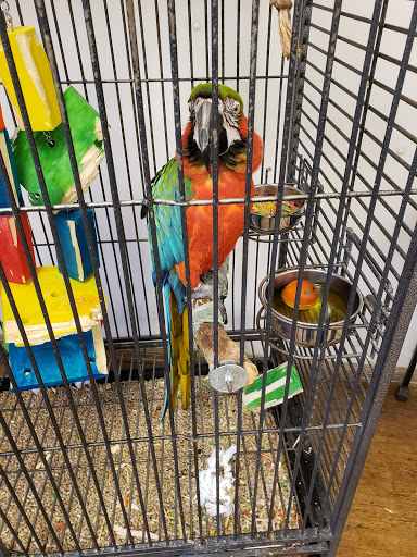 Bird Shop «Parrot & Bird Emporium Inc», reviews and photos, 360 N Westfield St, Feeding Hills, MA 01030, USA