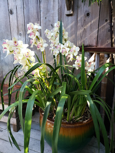 Spa «Well Within Spa», reviews and photos, 417 Cedar St, Santa Cruz, CA 95060, USA