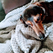 Greta and THE DOG POUND - Photo 9 - Car repair in , Coeur d'Alene