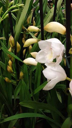 Home Improvement Store «The Home Depot», reviews and photos, 350 N Orchard Ave, Ukiah, CA 95482, USA