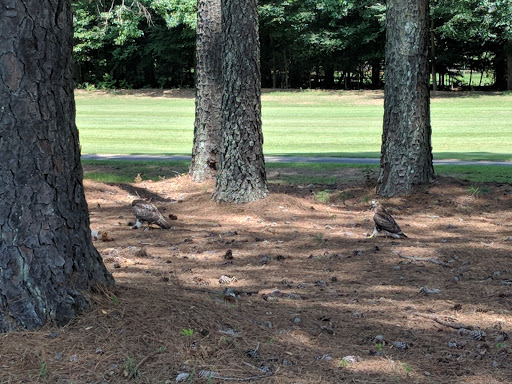 Golf Club «Umstead Pines @ Willowhaven Golf & Swim Club», reviews and photos, 253 Country Club Dr, Durham, NC 27712, USA