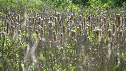 Wildlife Refuge «Great Meadows National Wildlife Refuge», reviews and photos, 73 Weir Hill Rd, Sudbury, MA 01776, USA