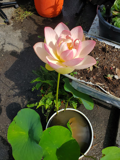 Grocery Store «World Wide Food Market», reviews and photos, 5623 Williamson Rd, Roanoke, VA 24012, USA