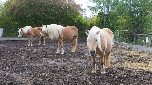 Ponyhof Fellbach // noldi-reiten.de