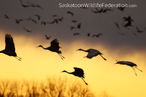 Saskatoon Wildlife Federation image