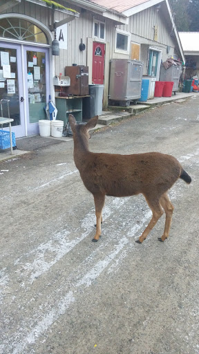 Thrift Store «Consignment Treasures», reviews and photos, 6739 Roche Harbor Rd, Friday Harbor, WA 98250, USA