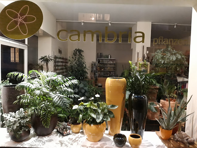 cambria pflanzen