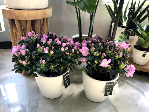 Florist «Red Square Flowers», reviews and photos, 337 W Mifflin St, Madison, WI 53703, USA