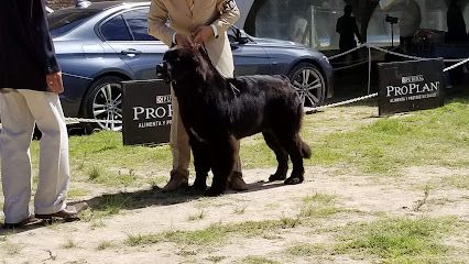 Bakc BUENOS AIRES KENNEL CLUB
