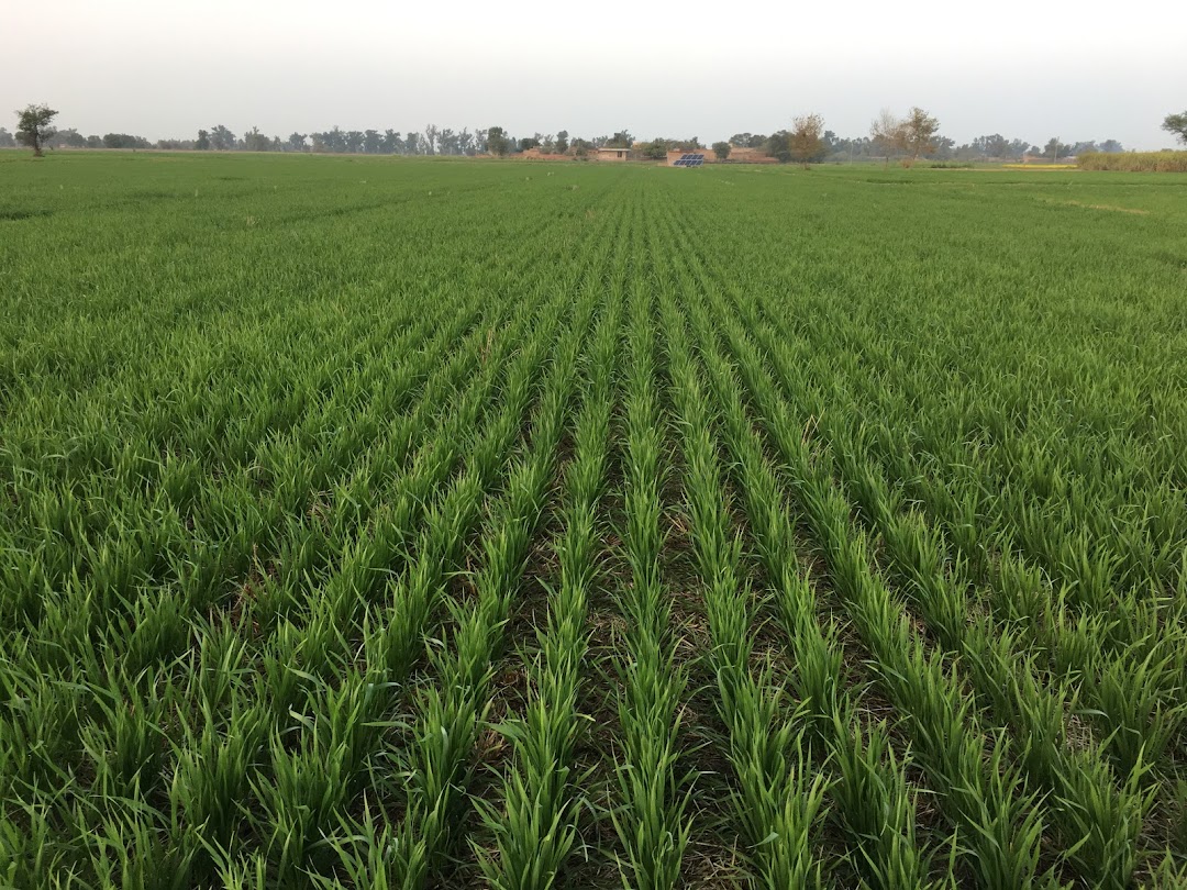 Regional Agriculture Research Institute Bahawalpur