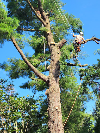 Tree Removal Maysville