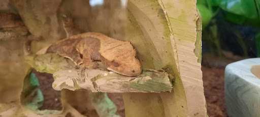 Pet Supply Store «Petco Animal Supplies», reviews and photos, 1419 Towne Square Blvd NW, Roanoke, VA 24019, USA