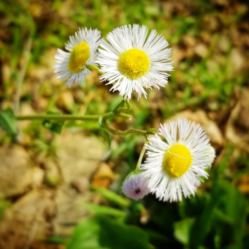 Park «Buffalo Trace Park», reviews and photos, 1540 US-150, Palmyra, IN 47164, USA