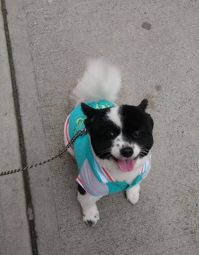 Pet Supply Store «PetSmart», reviews and photos, 238 Atlantic Ave, Brooklyn, NY 11201, USA