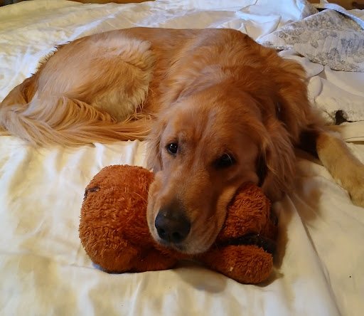 Companion Pet Care image