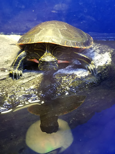 Pet Supply Store «PetSmart», reviews and photos, 20530 E 13 Mile Rd, Roseville, MI 48066, USA