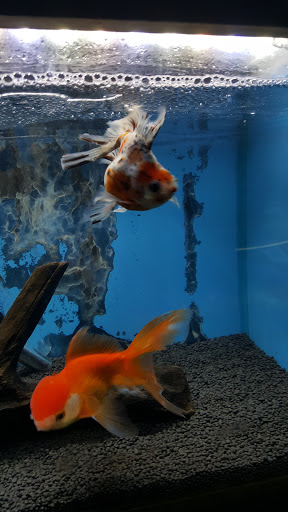 Tropical Fish Store «Sunset Pet & Supplies», reviews and photos, 1373 Sunset Blvd, Los Angeles, CA 90026, USA