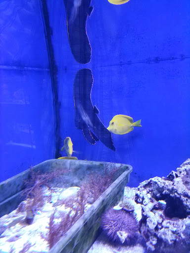 Tropical Fish Store «Exotic Aquatics», reviews and photos, 2929 Custer Rd #317, Plano, TX 75075, USA