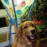 Photo n°7 de l'avis de laKati. fait le 07/09/2022 à 18:11 sur le  Ristorante Buonumore à Viareggio