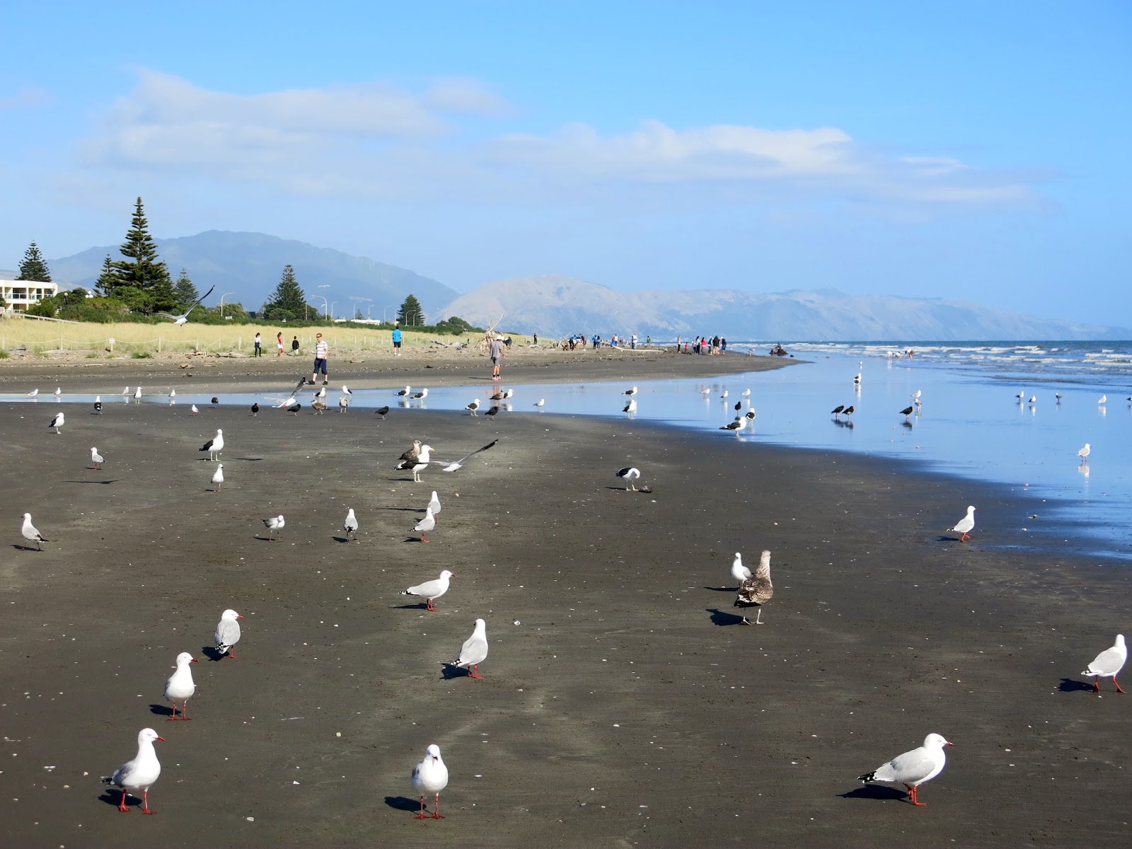 Paraparaumu Beach的照片 和解