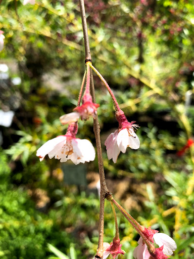 Garden Center «Stonewall Garden Center», reviews and photos, 4675 PA-447, Canadensis, PA 18325, USA