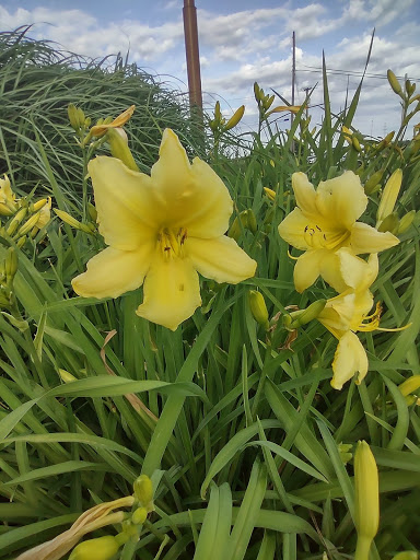 American Restaurant «Cracker Barrel Old Country Store», reviews and photos, 1313 Hilliard Rome Rd E, Columbus, OH 43228, USA