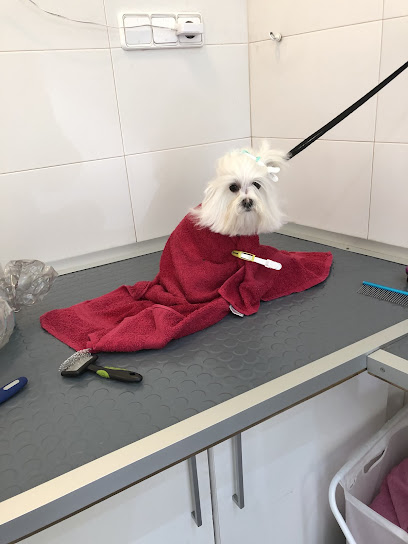 moustache peluqueria canina - Servicios para mascota en Barcelona