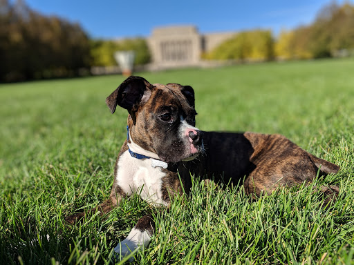 Art Museum «The Nelson-Atkins Museum of Art», reviews and photos, 4525 Oak St, Kansas City, MO 64111, USA