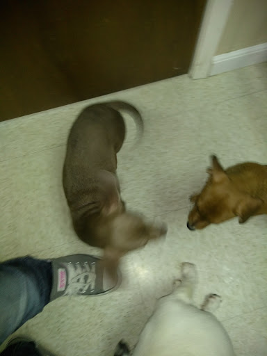 Animal Hospital «Animal Medical Corpus Christi», reviews and photos, 6822 Everhart Rd, Corpus Christi, TX 78413, USA