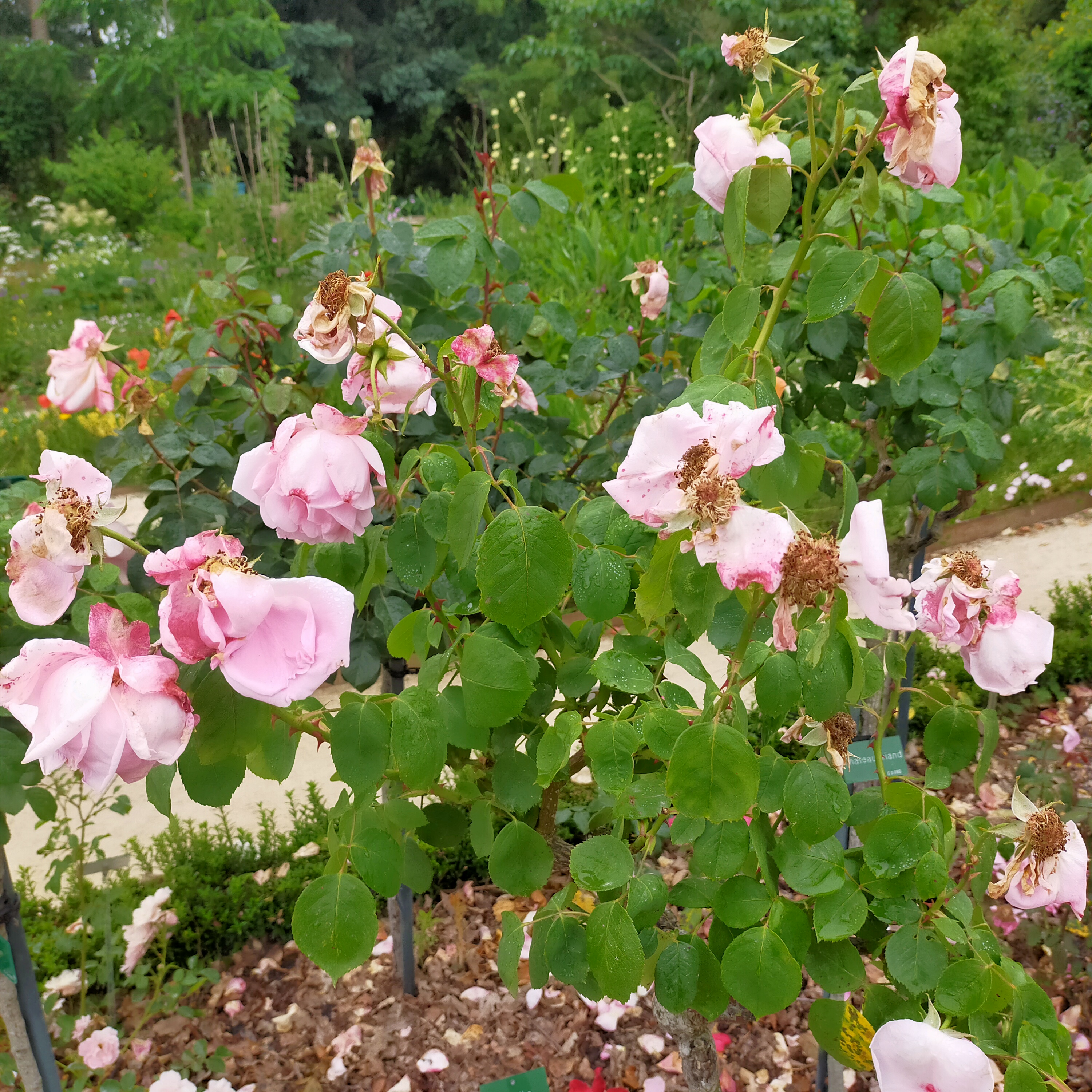 Photo n° 2 de l'avis de Gilles.a fait le 17/06/2021 à 12:07