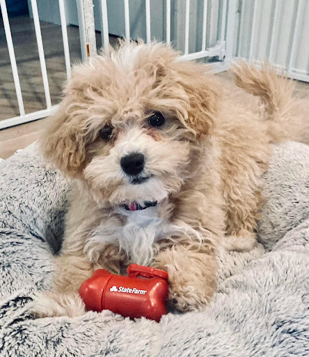 Insurance Agency «Kevin Hayward – State Farm Insurance Agent», reviews and photos