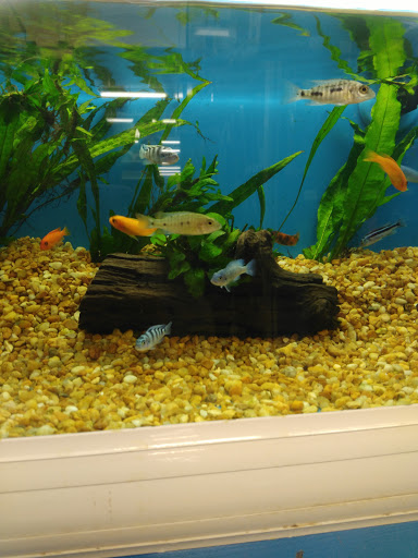 Pet Supply Store «Pet Supermarket», reviews and photos, 1746 E Silver Springs Blvd, Ocala, FL 34470, USA