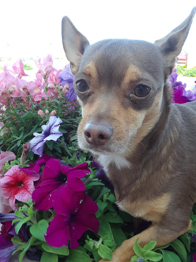 Golf Club «Coyote Lakes Golf Club», reviews and photos, 18800 N Coyote Lakes Pkwy, Surprise, AZ 85374, USA