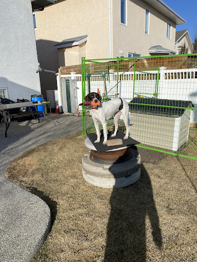 Champion Sporting Dogs