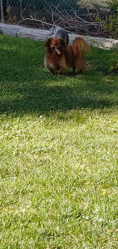 Park «Lewis Kingman Park», reviews and photos, 2201 E Andy Devine Ave, Kingman, AZ 86401, USA