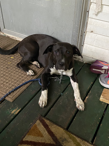 Pet Store «Tri-Creek Kennels», reviews and photos, 5641 US-129, Pendergrass, GA 30567, USA