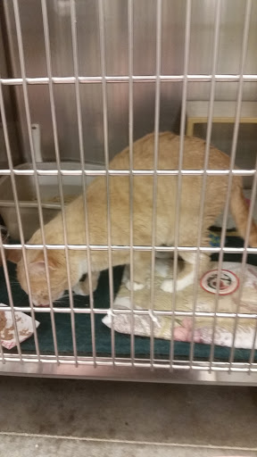 Pet Supply Store «PetSmart», reviews and photos, 3131 E Main St, Mohegan Lake, NY 10547, USA