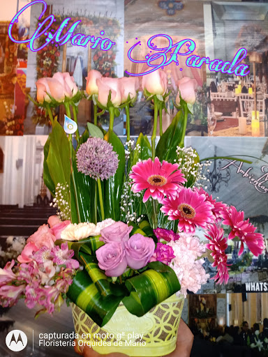 Floristería Orquidea de Mario Parada – Perote