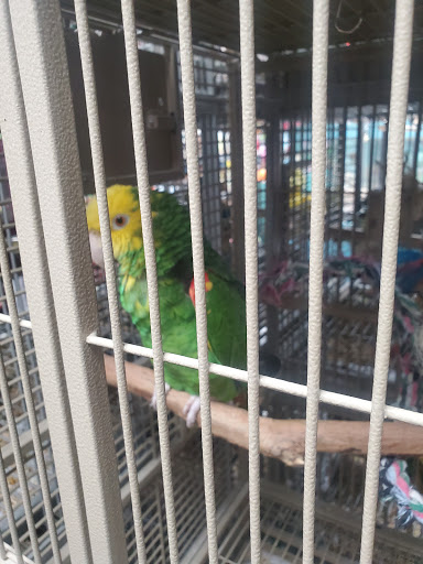 Pet Store «Pets Plus-Reptiles & Exotic», reviews and photos, 421 West Ave, Lockport, NY 14094, USA