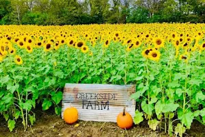 Creekside Farm & Sunflowers image