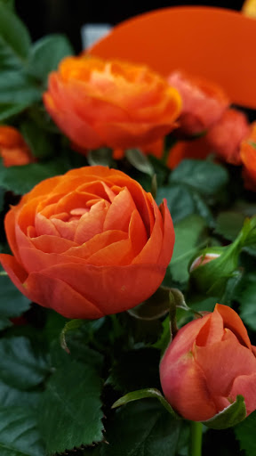 Supermarket «Giant Eagle Supermarket», reviews and photos, 7939 Day Dr, Cleveland, OH 44129, USA