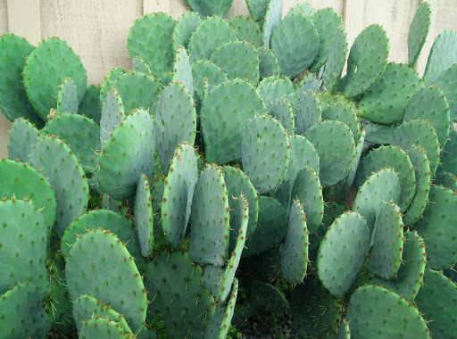 History Museum «Two Rivers Heritage Museum», reviews and photos, 1 Durgan St, Washougal, WA 98671, USA