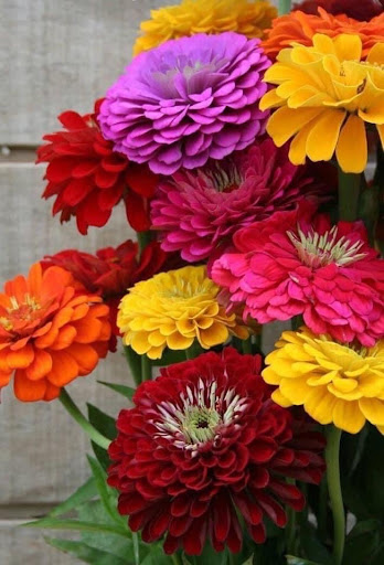 Grocery Store «Vons», reviews and photos, 15740 La Forge St, Whittier, CA 90603, USA