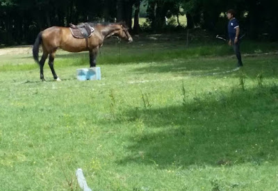CERF - Centre d'équitation rural du frontonnais (ELEVAGE et ECURIES PROPRIÉTAIRES) à Fronton